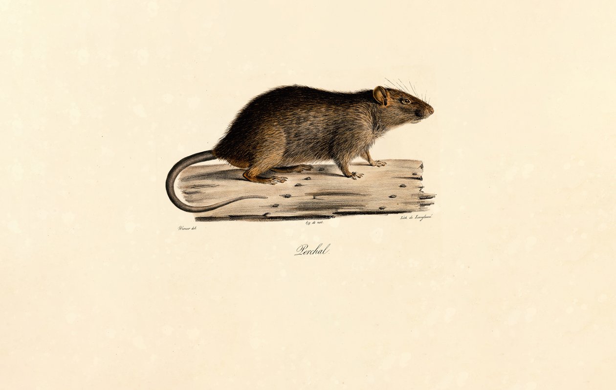 Pacific Rat by Jacques Christophe Werner