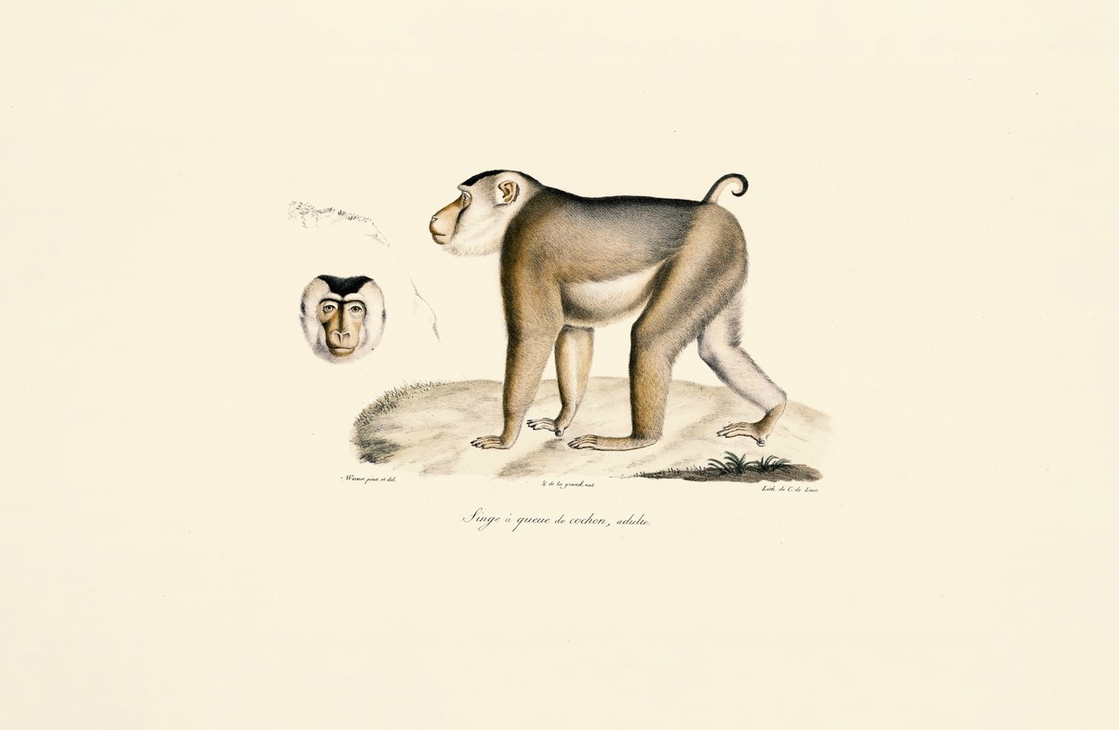 Pig-tailed Macaque by Jacques Christophe Werner