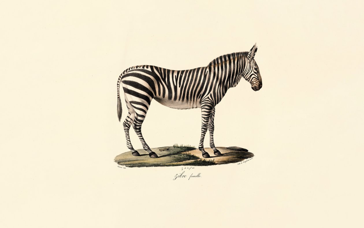 Female Plains Zebra by Jacques Christophe Werner