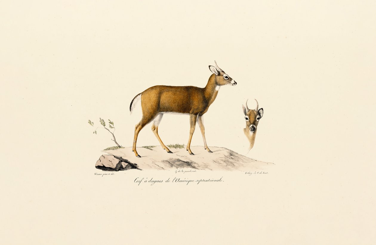 Pronghorn Antelope by Jacques Christophe Werner