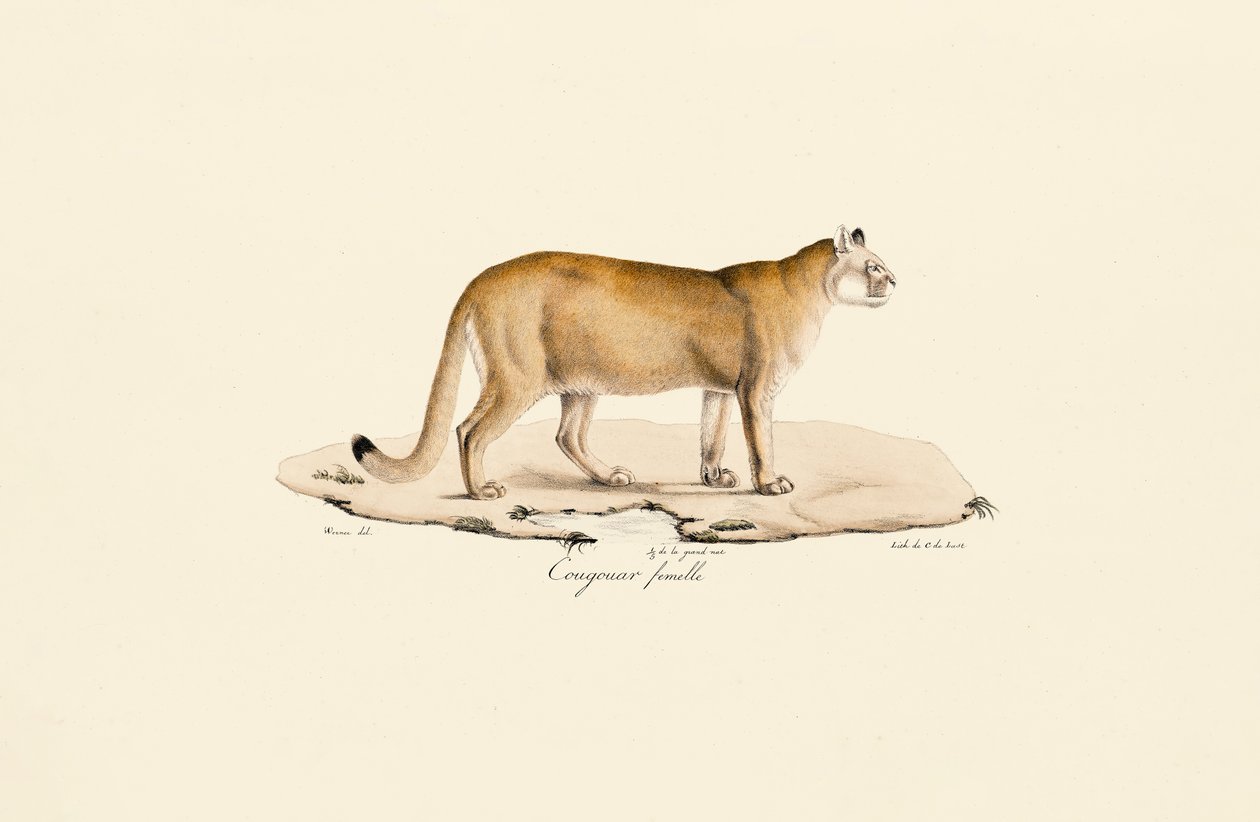 Puma, Female by Jacques Christophe Werner