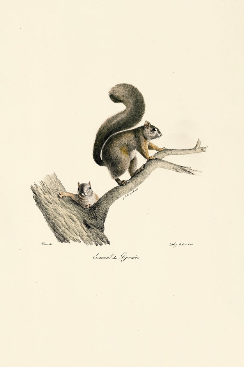 Pyrenean Squirrel with Young by Jacques Christophe Werner