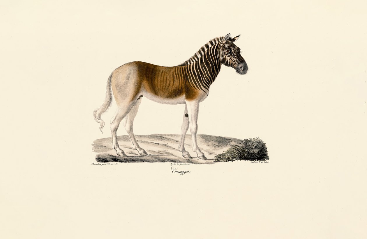 Quagga by Jacques Christophe Werner