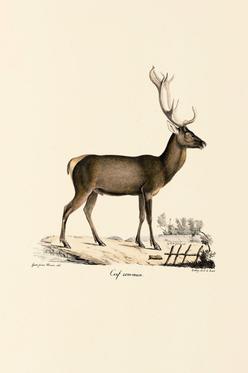 Red Deer by Jacques Christophe Werner