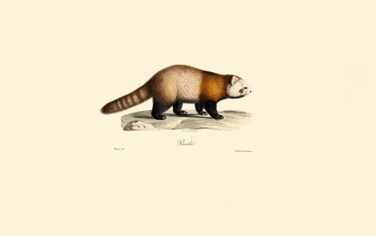 Red Panda by Jacques Christophe Werner