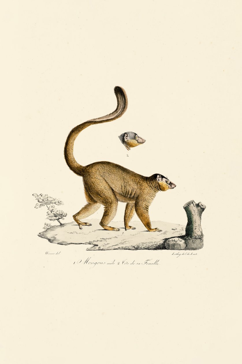 Red Ruffed Lemur Male and Female Head by Jacques Christophe Werner