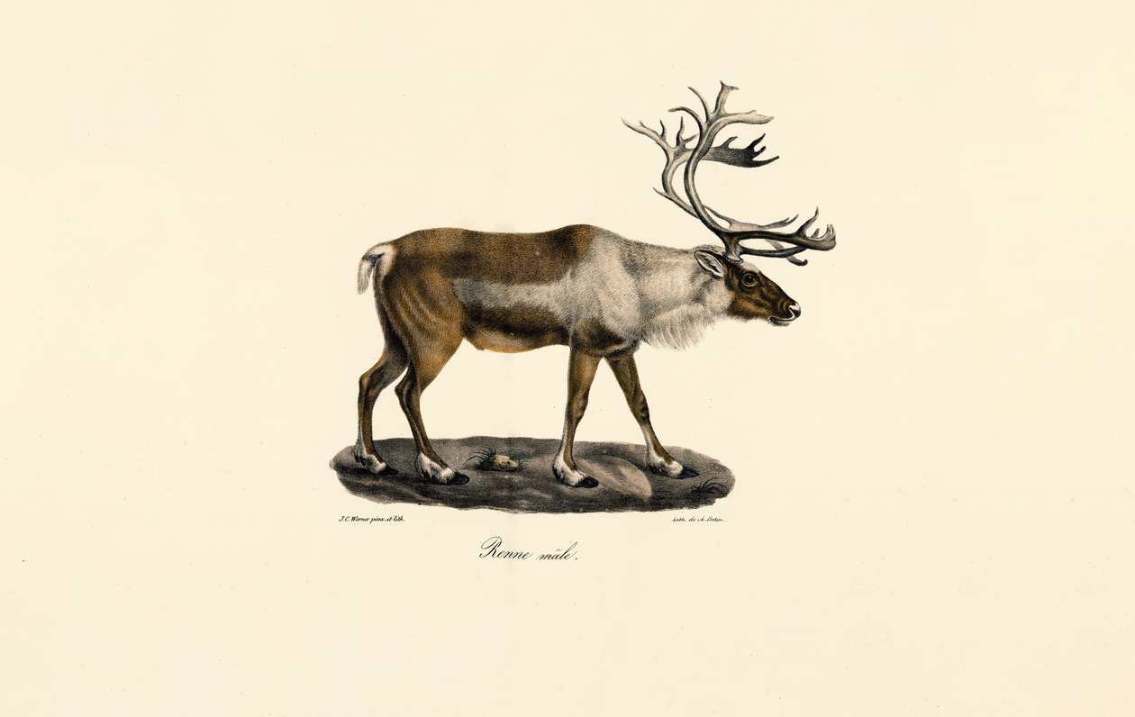 Reindeer (Male) by Jacques Christophe Werner