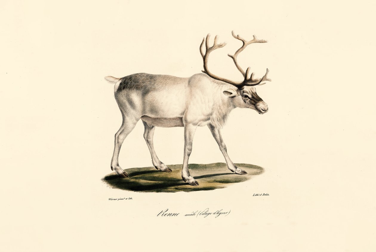 Reindeer (Male in Winter Coat) by Jacques Christophe Werner