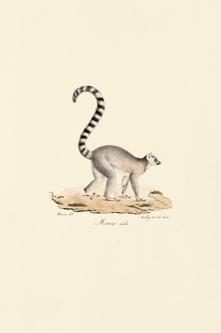 Ring-tailed Lemur Male by Jacques Christophe Werner