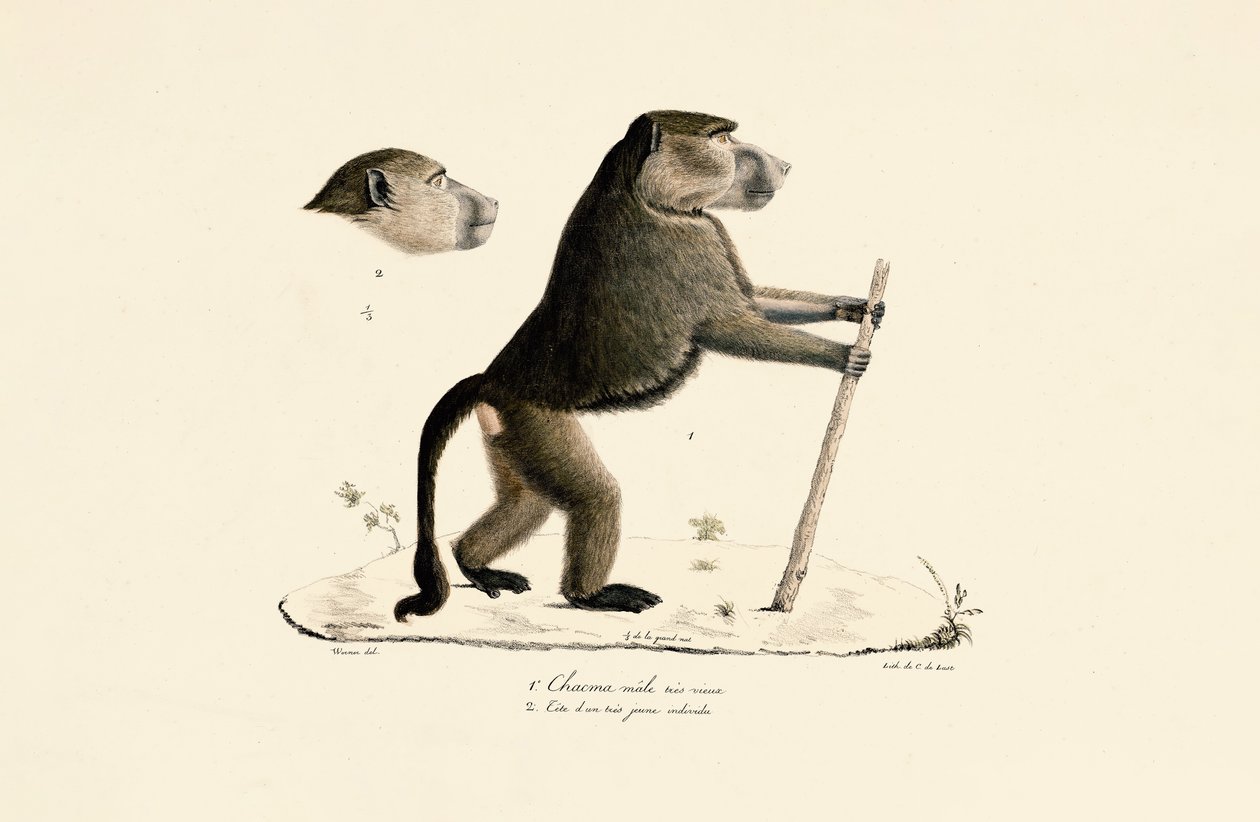 Sacred Baboon with Head of a Young Specimen by Jacques Christophe Werner