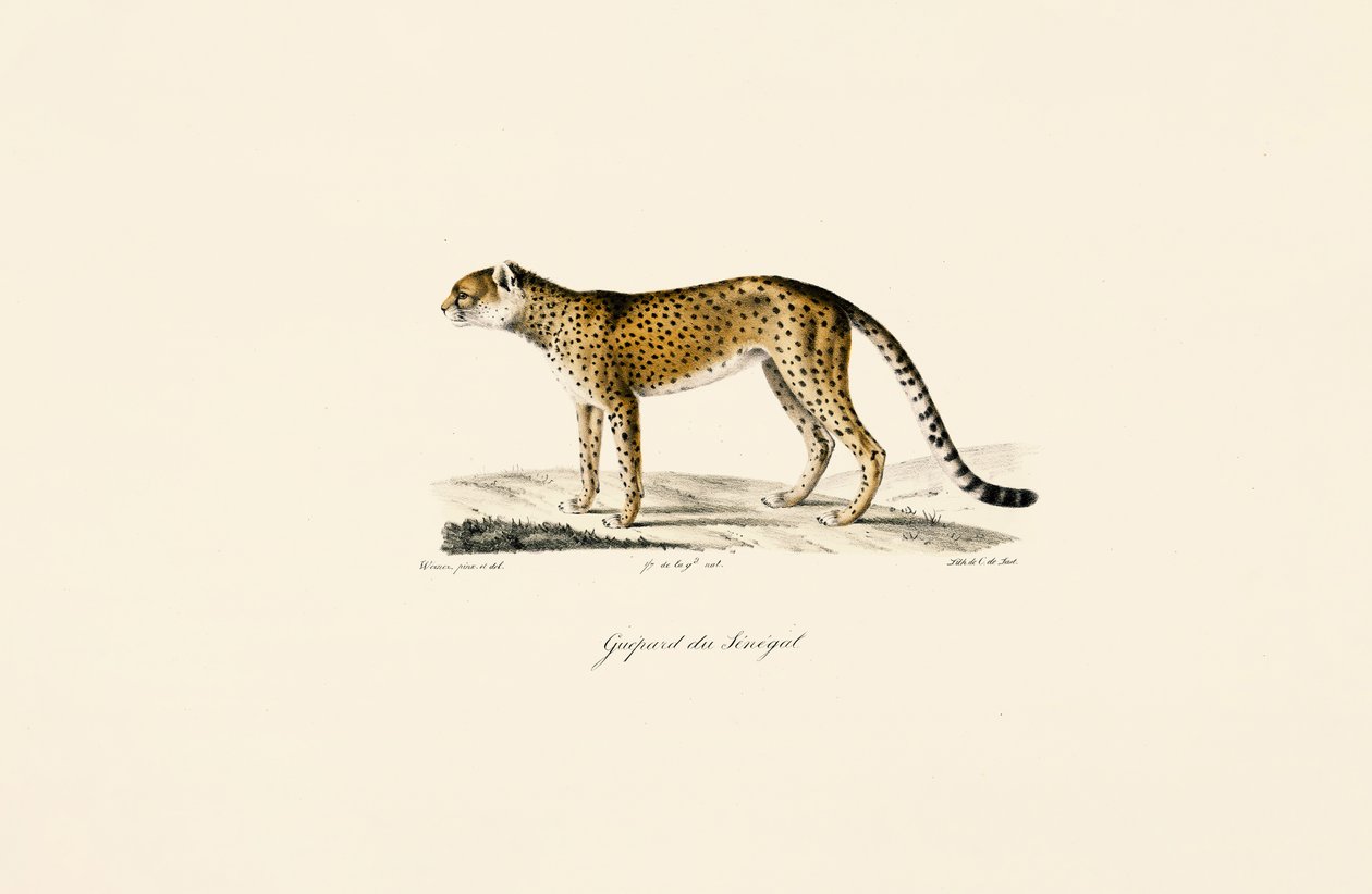 Senegal Cheetah by Jacques Christophe Werner