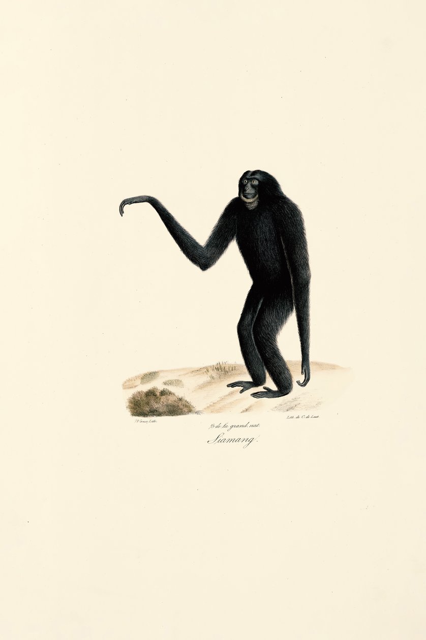 Siamang by Jacques Christophe Werner