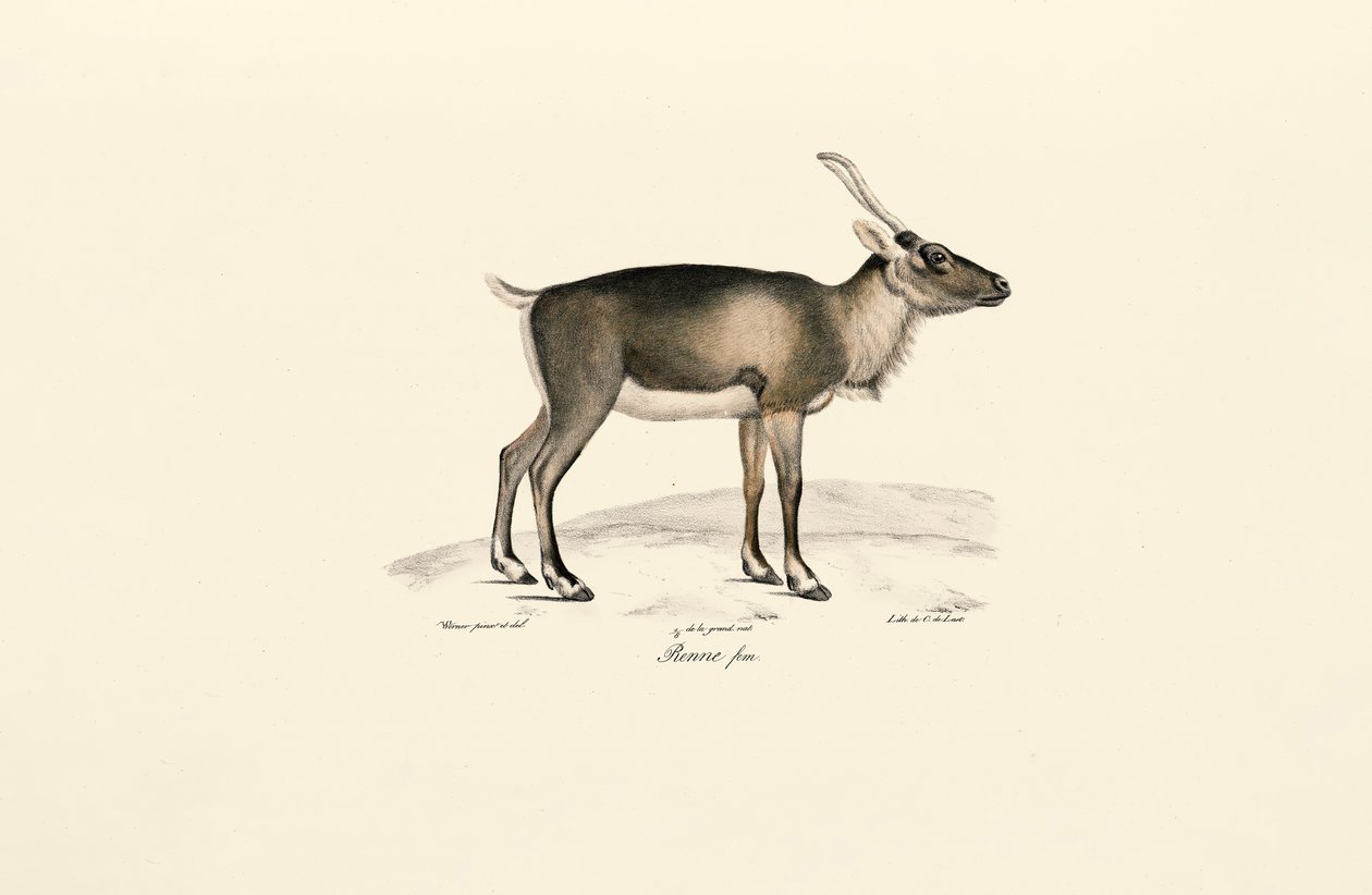 Siberian Musk Deer by Jacques Christophe Werner