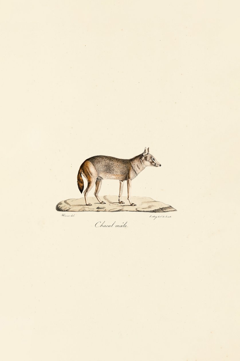 Side-striped Jackal by Jacques Christophe Werner