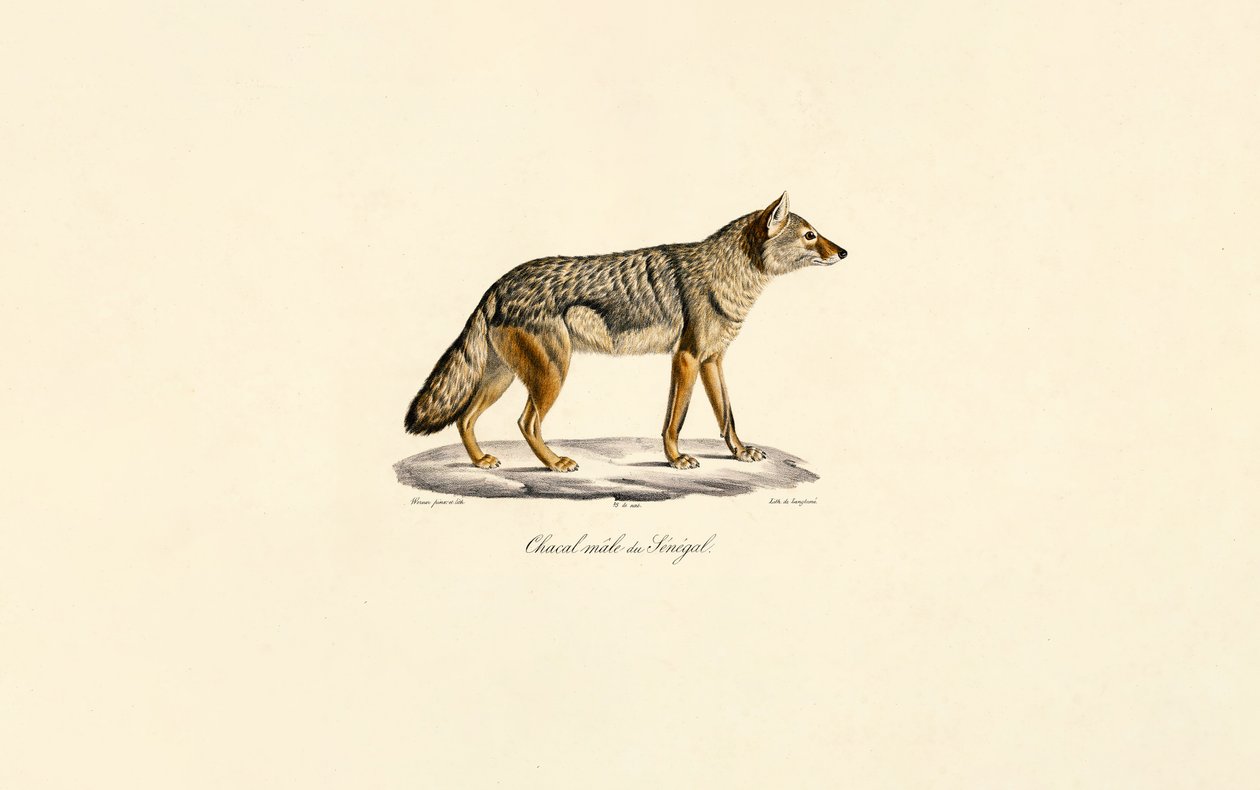 Side-striped Jackal from Senegal by Jacques Christophe Werner