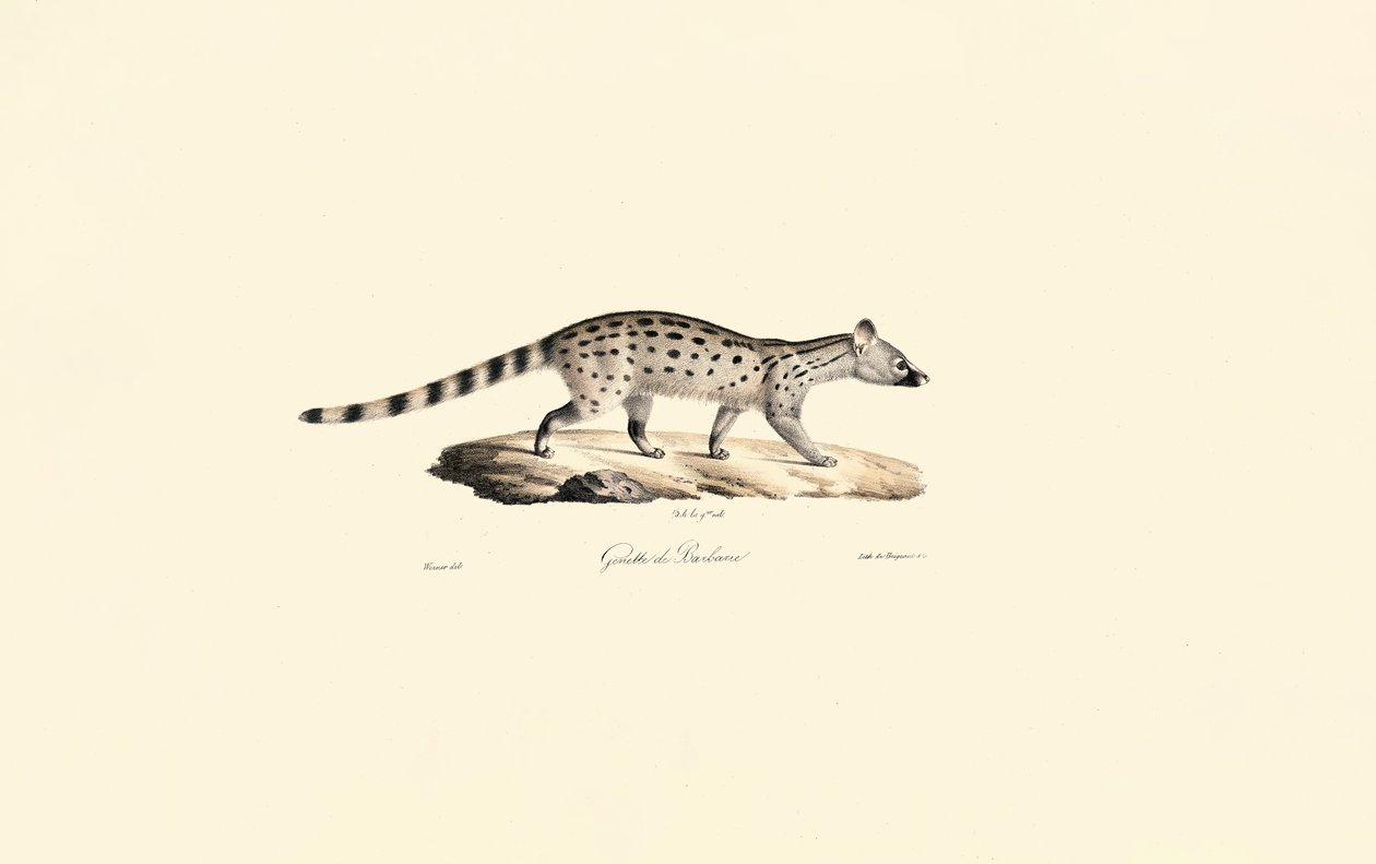 Small-spotted Genet by Jacques Christophe Werner