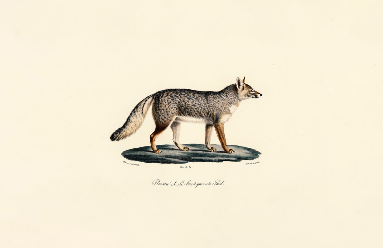South American Fox by Jacques Christophe Werner