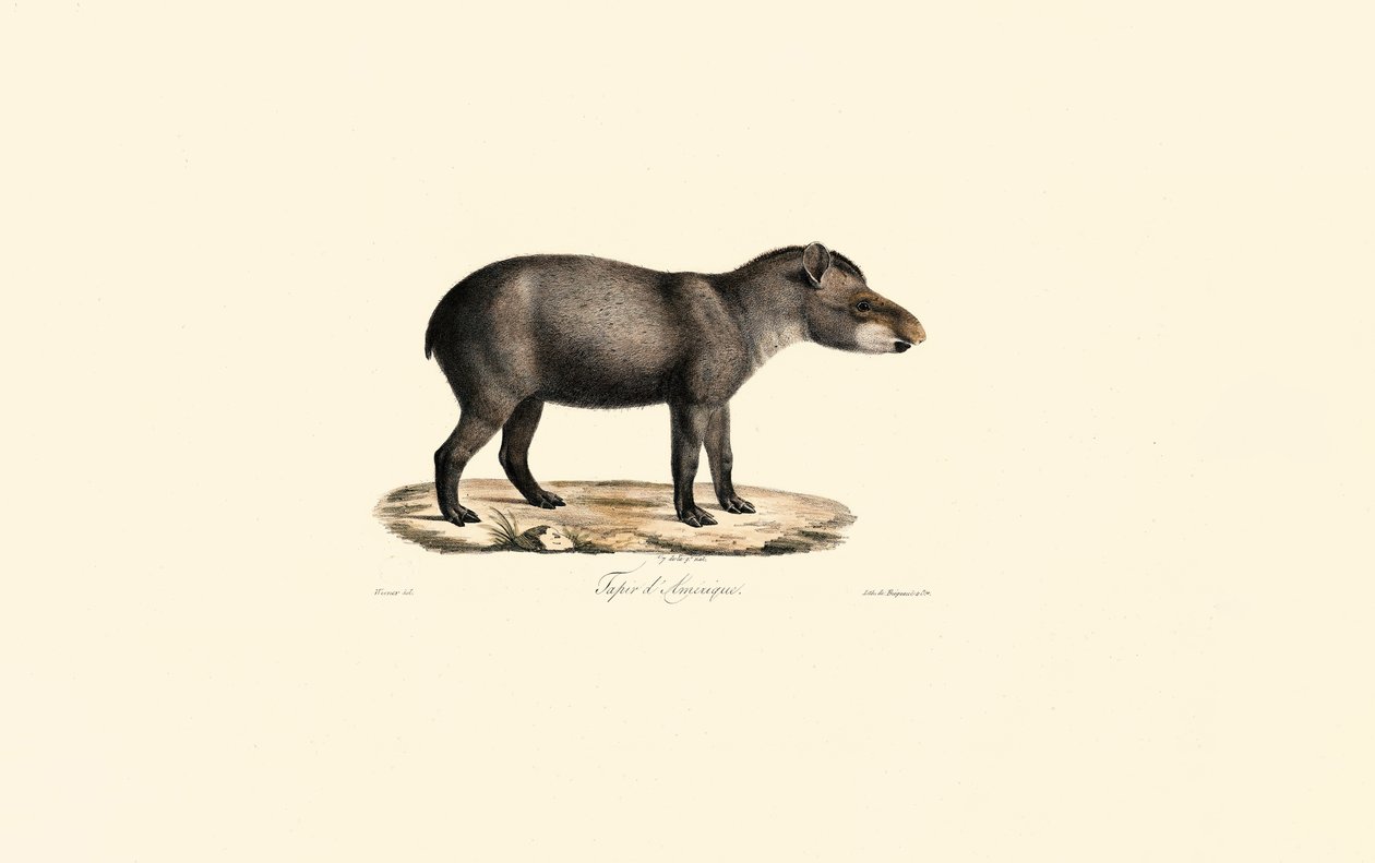 South American Tapir by Jacques Christophe Werner