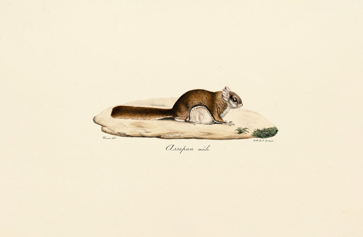 Southern Flying Squirrel by Jacques Christophe Werner