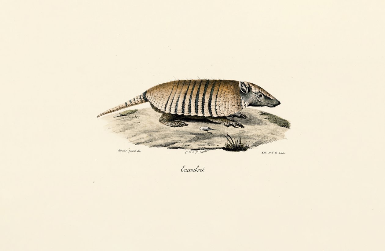 Southern Three-banded Armadillo by Jacques Christophe Werner
