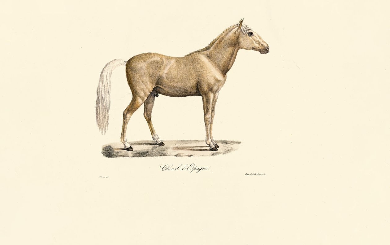Spanish Horse by Jacques Christophe Werner