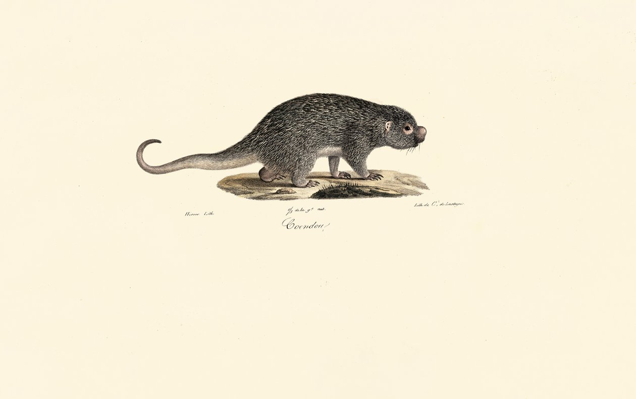 Spiny Rat by Jacques Christophe Werner