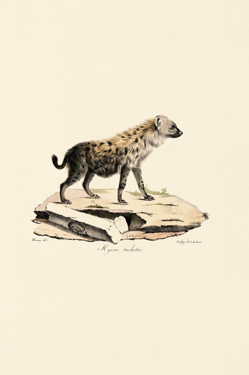 Spotted Hyena by Jacques Christophe Werner