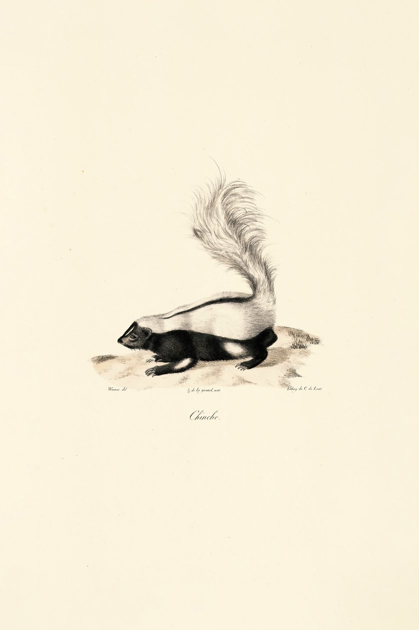 Striped Skunk by Jacques Christophe Werner