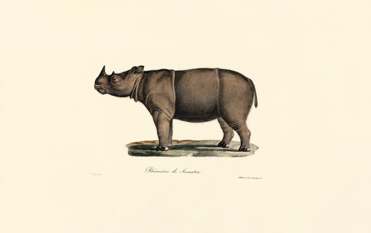 Sumatran Rhinoceros by Jacques Christophe Werner