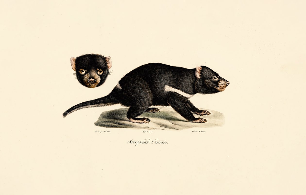 Tasmanian Devil by Jacques Christophe Werner