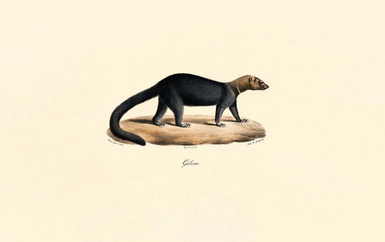 Tayra by Jacques Christophe Werner