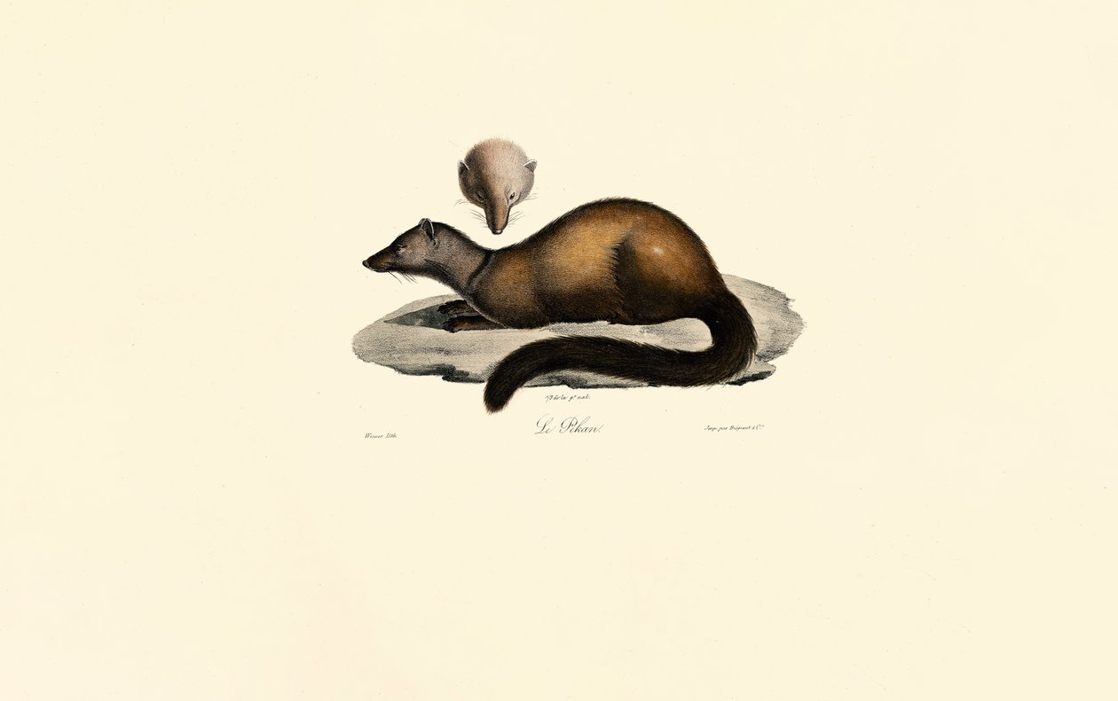 Tayra and Ferret by Jacques Christophe Werner