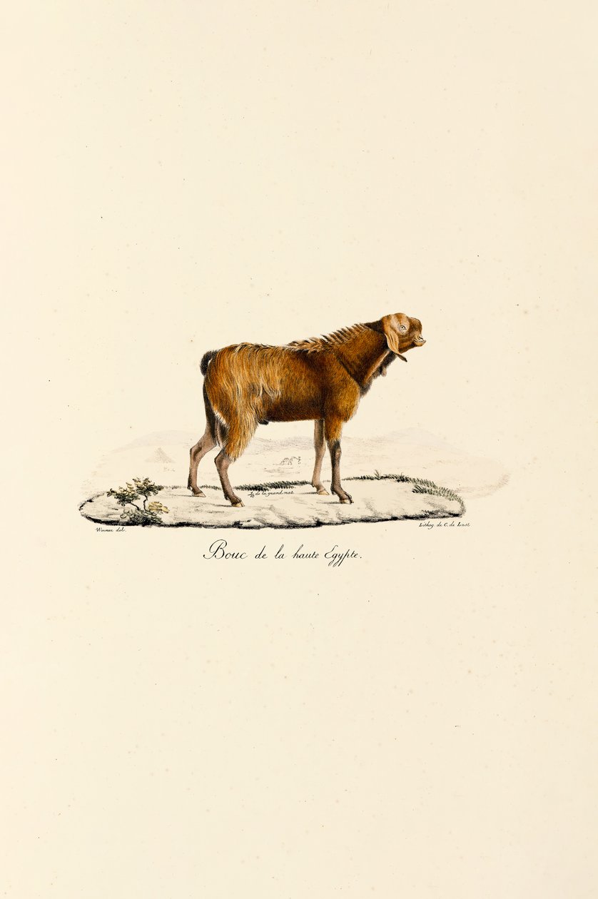 Upper Egyptian Goat Buck by Jacques Christophe Werner