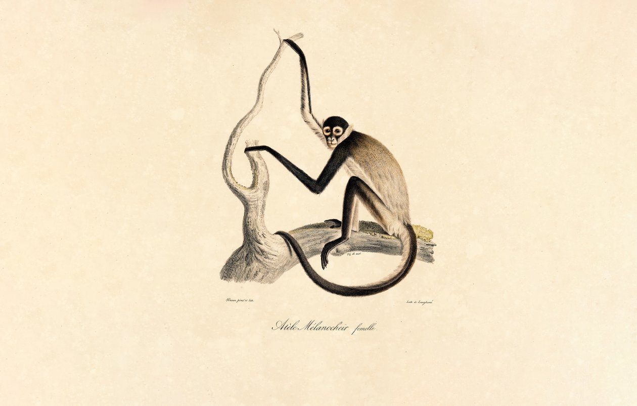 White-bellied Spider Monkey by Jacques Christophe Werner