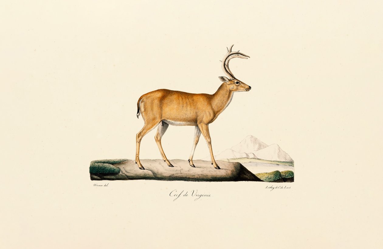 White-tailed Deer by Jacques Christophe Werner