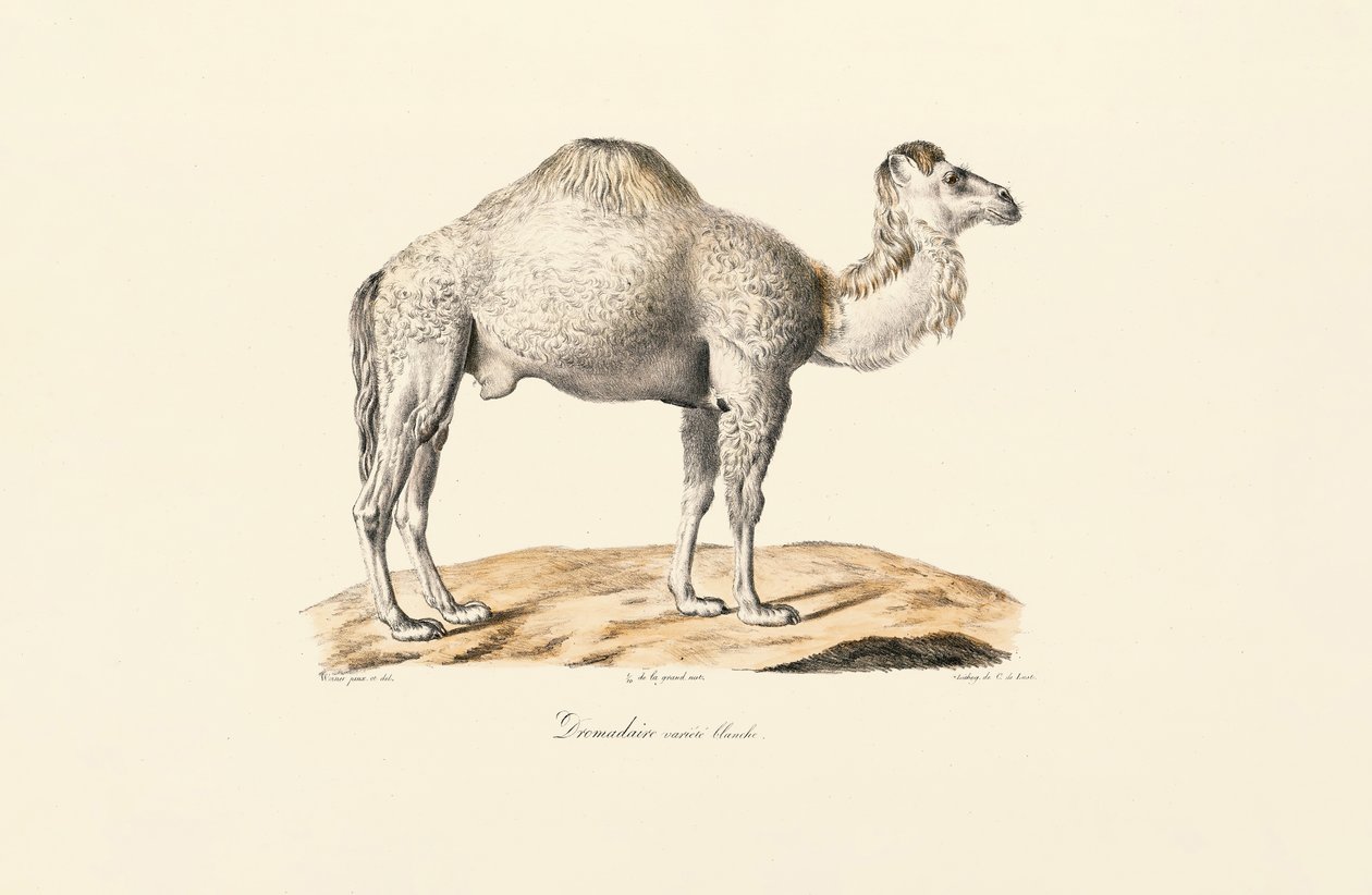 White Dromedary by Jacques Christophe Werner