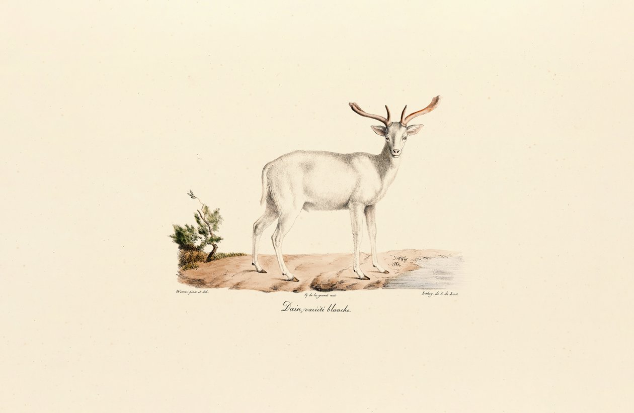 White Fallow Deer Variant by Jacques Christophe Werner