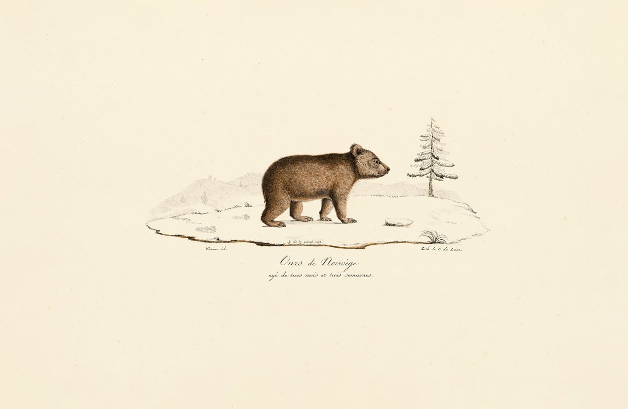 Young Brown Bear from Norway by Jacques Christophe Werner