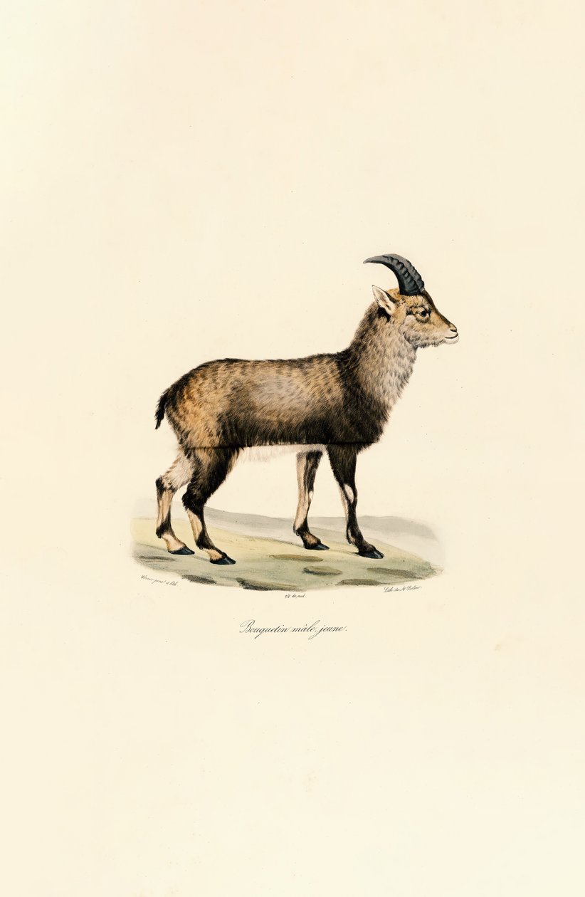 Young Male Alpine Ibex by Jacques Christophe Werner