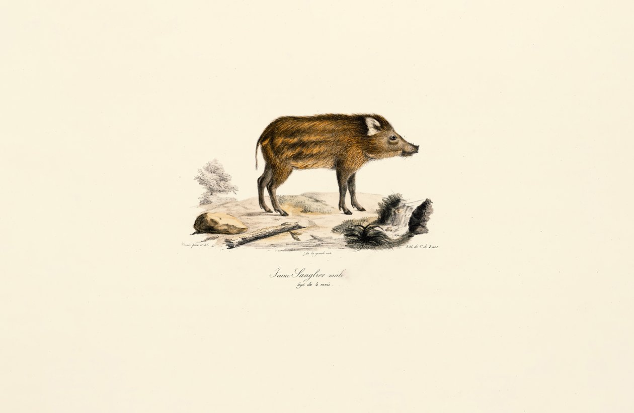 Young Wild Boar by Jacques Christophe Werner