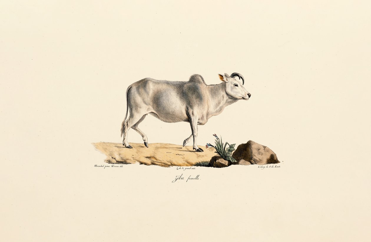 Zebu Female by Jacques Christophe Werner