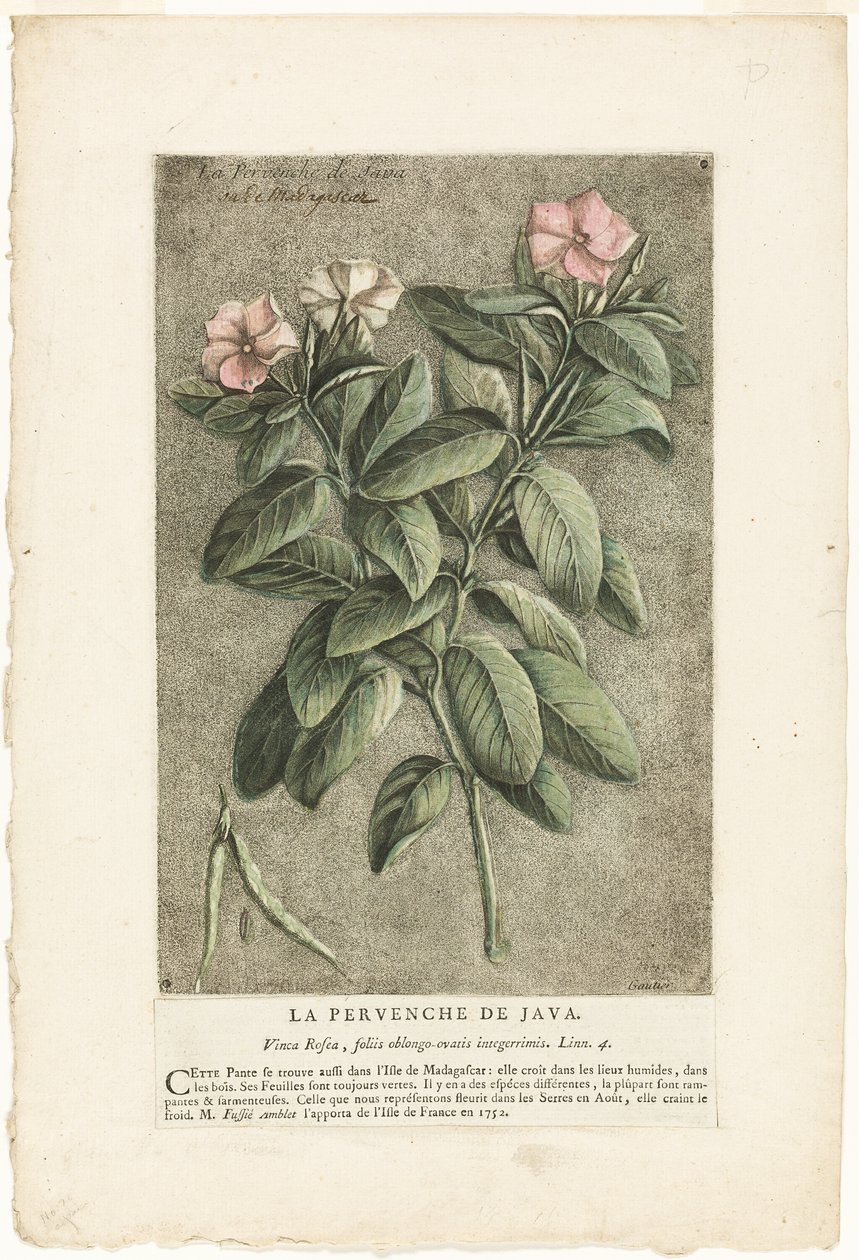 The Periwinkle of Java, from Collection of Usual, Curious, and Foreign Plants by Jacques Fabien Gautier d