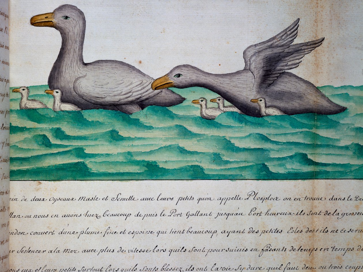 Ducks called Ploplos, Strait of Magellan, from log book by Jacques Gouin de Beauchesne by Jacques Gouin de Beauchesne