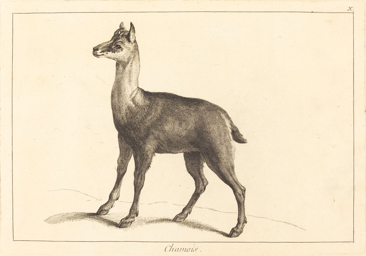 Chamois by Jacques Philippe Le Bas and Jean Eric Rehn after Jean Baptiste Oudry