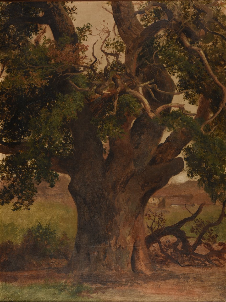 The Old Oak (study) by Jacques Raymond Brascassat