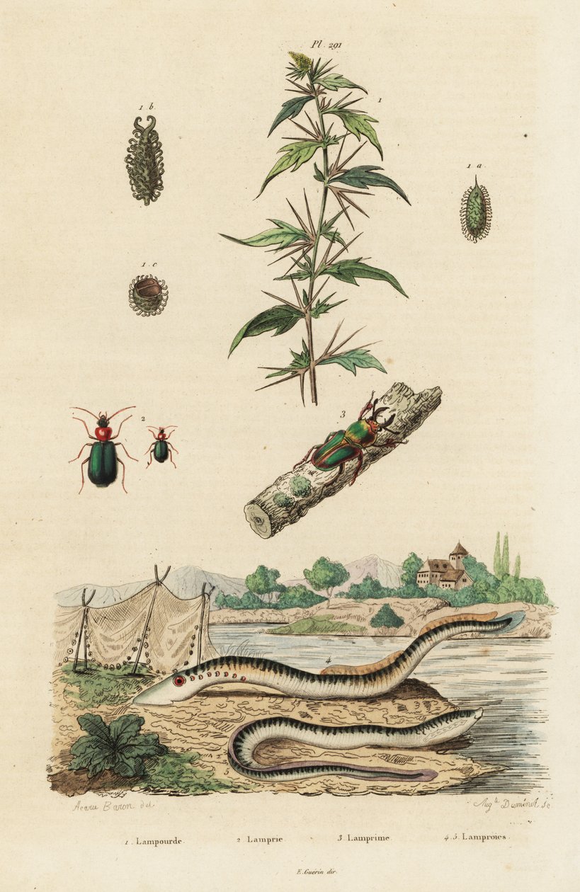 Sea Lamprey and Beetles by Jacques Reyne Isidore Acarie-Baron