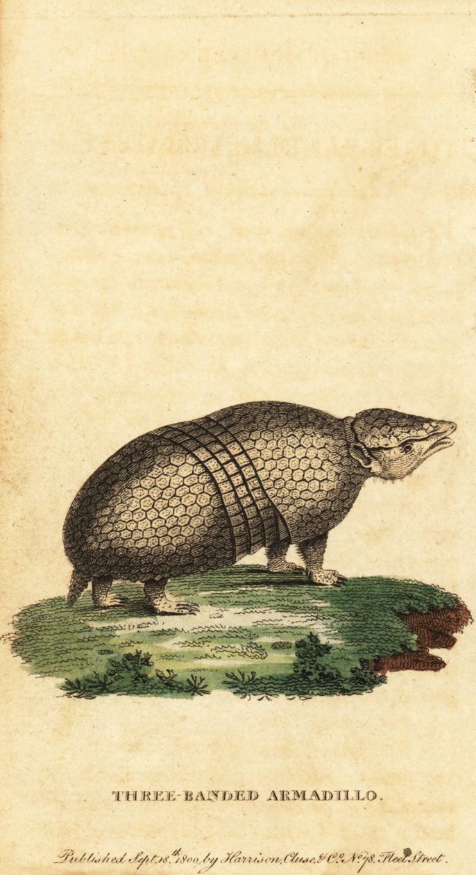 Brazilian Three-Banded Armadillo, Tolypeutes tricinctus (engraving) by Jacques de Seve
