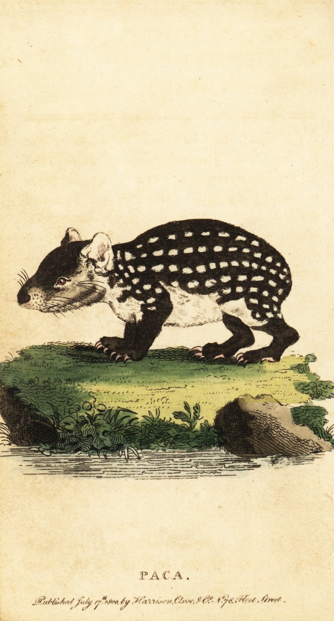 Lowland Paca or Spotted Paca, Cuniculus paca by Jacques de Seve