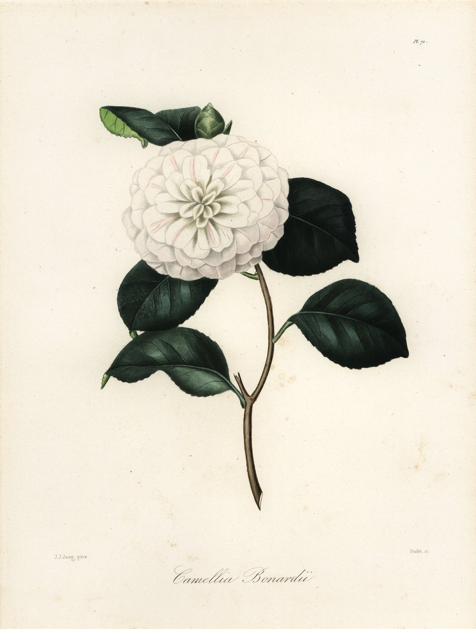 Camellia Japonica Variety, Camellia bonardii or Camellia bonnardii by Jakob (after) Jung