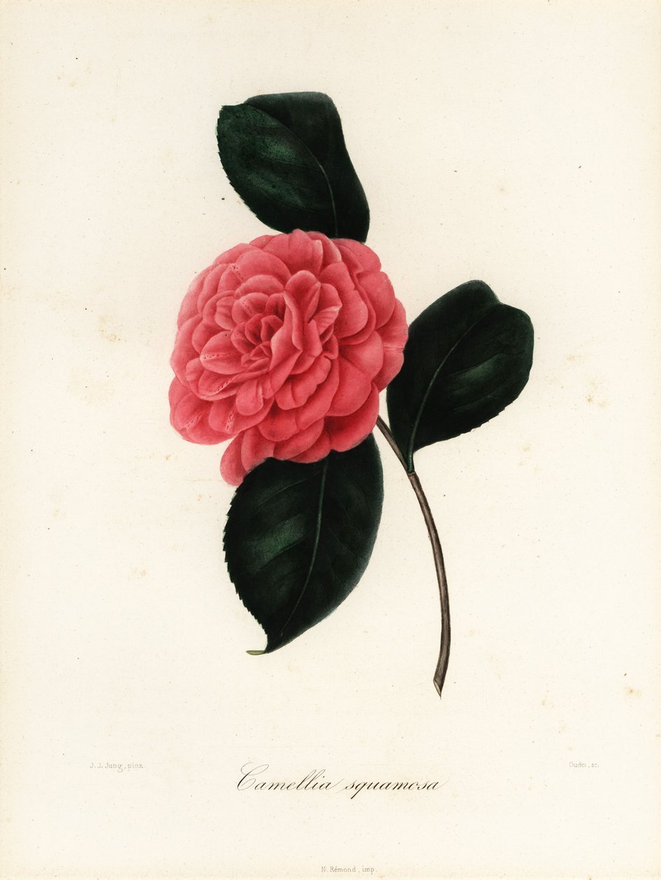 Camellia japonica variety, Camellia squamosa or Camellia squammosa by Jakob (after) Jung